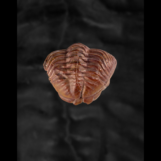 photo de fossile