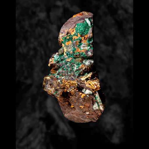 photo de fossile