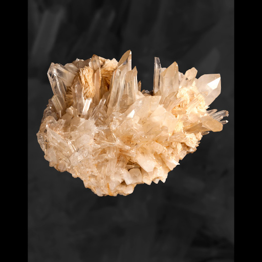 photo de fossile