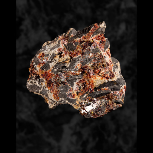 photo de fossile