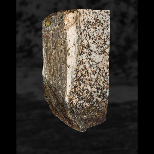 photo de fossile