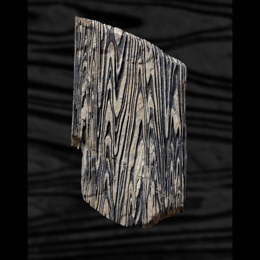 photo de fossile