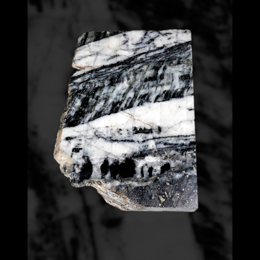 photo de fossile